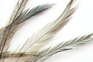 Extra Long Emu Feathers